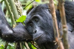 Gorilla beringei beringei