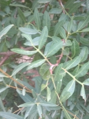 Pistacia lentiscus