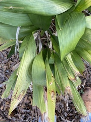 Veratrum parviflorum