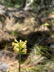Platanthera pallida