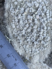 Lecanora caesiorubella