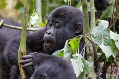 Gorilla beringei beringei
