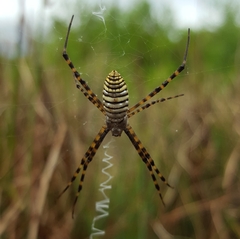 Argiope trifasciata