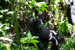 Gorilla beringei beringei