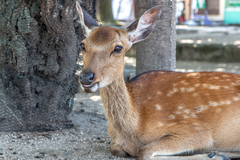 Cervus nippon centralis