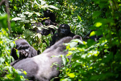Gorilla beringei beringei