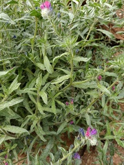 Echium