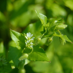Stellaria media