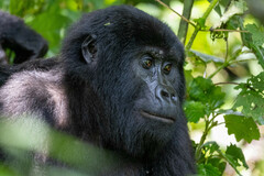 Gorilla beringei beringei