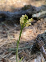 Platanthera pallida