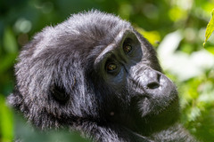 Gorilla beringei beringei