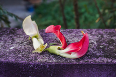 Sesbania grandiflora