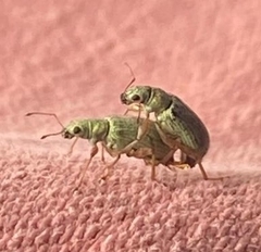 Polydrusus formosus