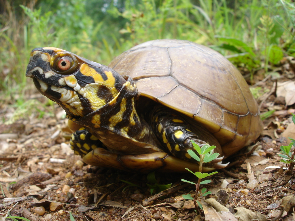 Terrapene triunguis