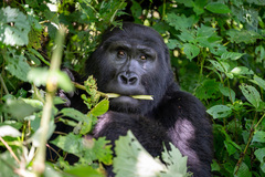 Gorilla beringei beringei