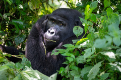 Gorilla beringei beringei