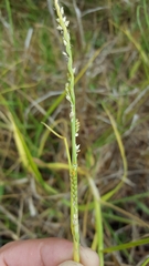 Setaria geminata