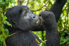 Gorilla beringei beringei