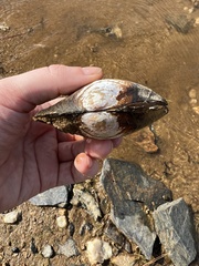 Utterbackiana suborbiculata