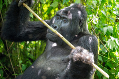 Gorilla beringei beringei
