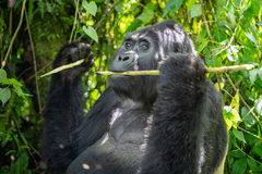 Gorilla beringei beringei