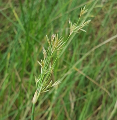 Cyperus articulatus