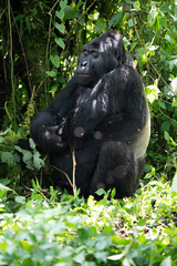 Gorilla beringei beringei