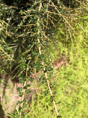 Phyllanthus microcladus