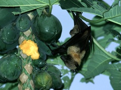 Pteropus seychellensis