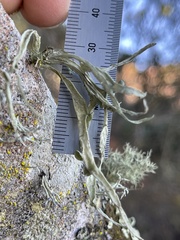 Ramalina leptocarpha