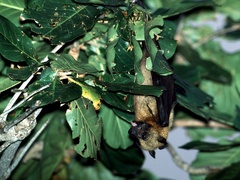 Pteropus seychellensis