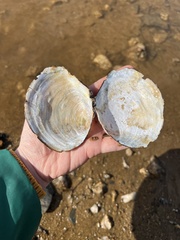 Utterbackiana suborbiculata