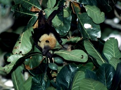 Pteropus seychellensis comorensis