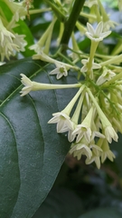 Cestrum nocturnum