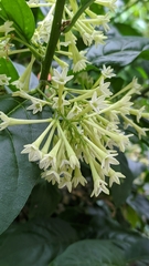 Cestrum nocturnum