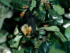 Pteropus seychellensis comorensis