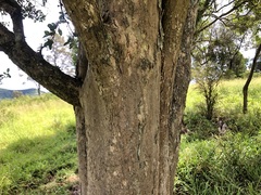 Planchonella cotinifolia