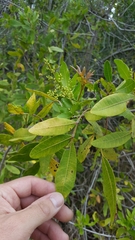 Schinus terebinthifolia
