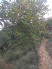 Quercus