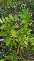 Schinus terebinthifolia