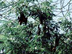 Pteropus seychellensis