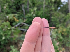 Hesperostipa curtiseta