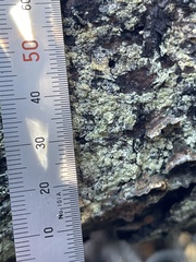 Lecanora confusa