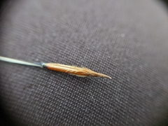 Hesperostipa curtiseta