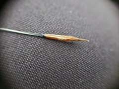 Hesperostipa curtiseta