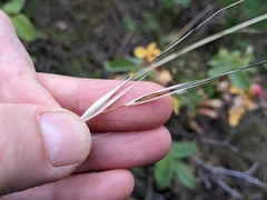 Hesperostipa curtiseta