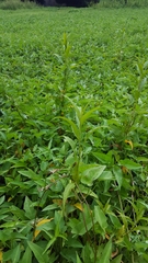 Persicaria senegalensis