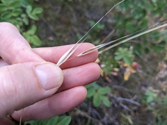 Hesperostipa curtiseta