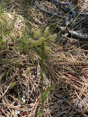 Platanthera pallida