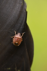 Rubiconia intermedia